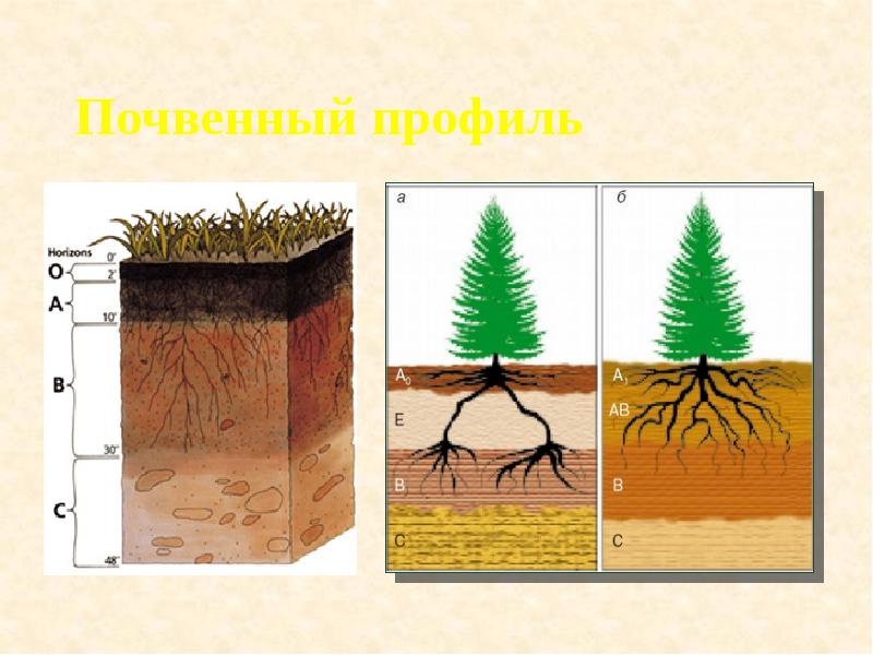 Почвенный профиль Почвенный профиль