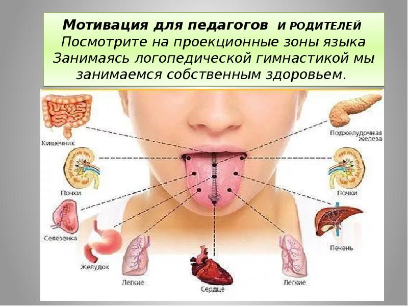 Проекции органов на языке картинки