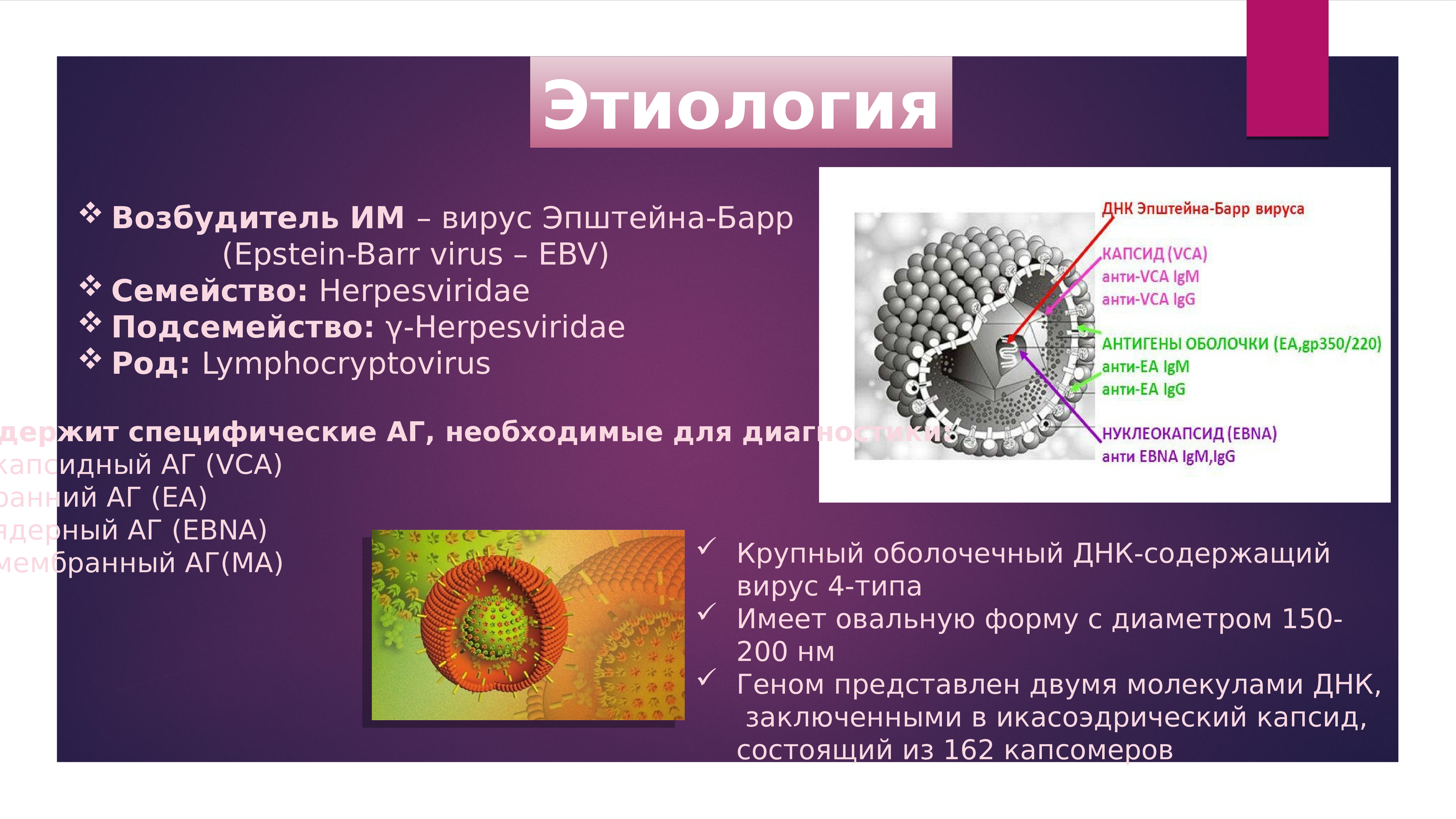 Вирус эпштейн барра повышен