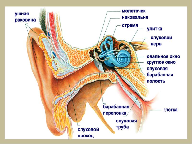 Строение слуха человека схема с описанием