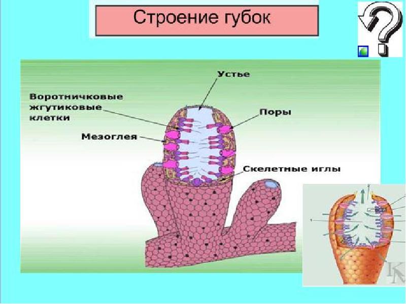 Рисунок тип губки