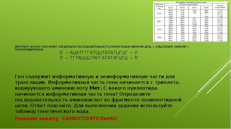 Фрагменты гена. Фрагмент начала Гена имеет следующую последовательность. Смысловая цепь ДНК.