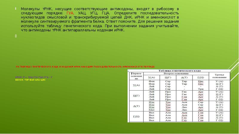 Днк имеет следующую последовательность нуклеотидов. Молекулы ТРНК несущие соответствующие антикодоны входят в рибосому. Молекулы ТРНК несущие соответствующие антикодоны. Молекулы ТРНК несущие соответствующие антикодоны входят Гуа УАЦ. Последовательность антикодонов ТРНК.