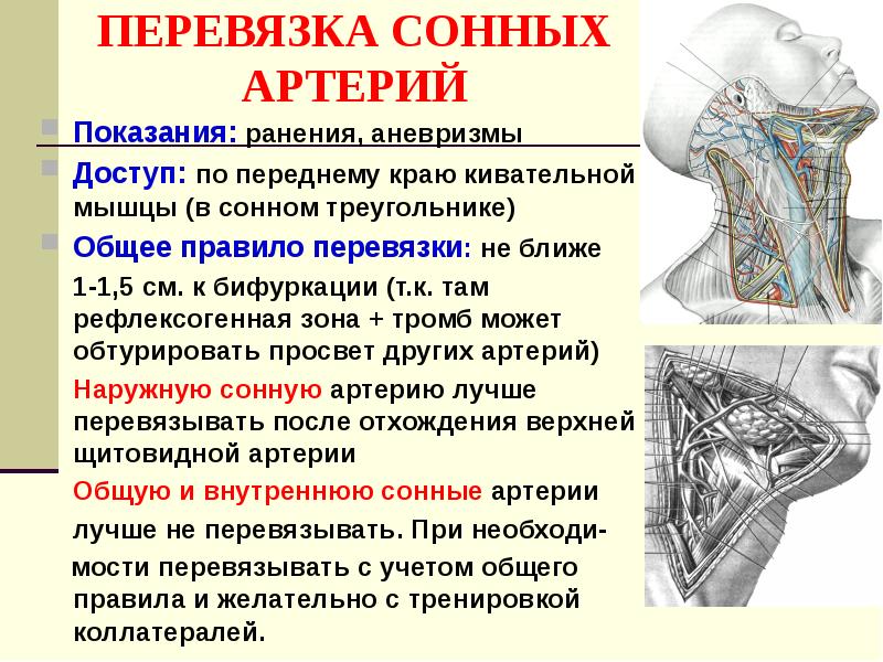 Презентации по топографической анатомии