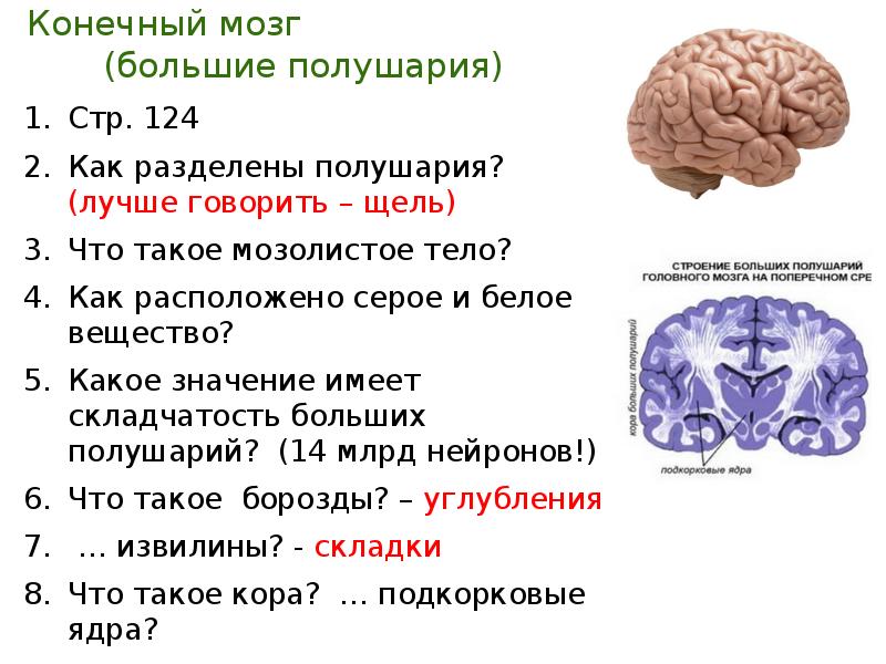 Серое вещество конечного мозга. Доли полушарий конечного мозга. Конечный мозг схема. Белое вещество больших полушарий конечного мозга.