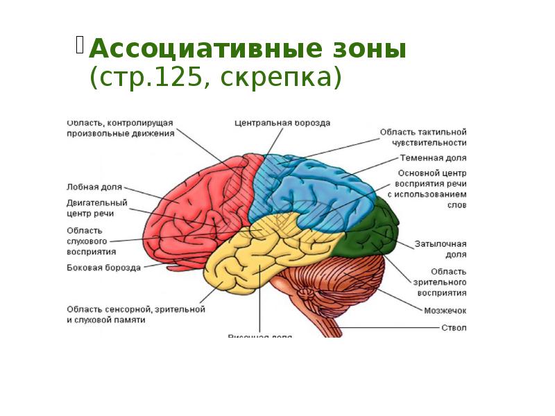 Двигательная зона головного мозга. Проекционные и ассоциативные зоны коры головного мозга. Ассоциативные зоны коры больших полушарий головного мозга. Проекционные зоны коры конечного мозга таблица. Первичные проекционные зоны сенсорной коры.