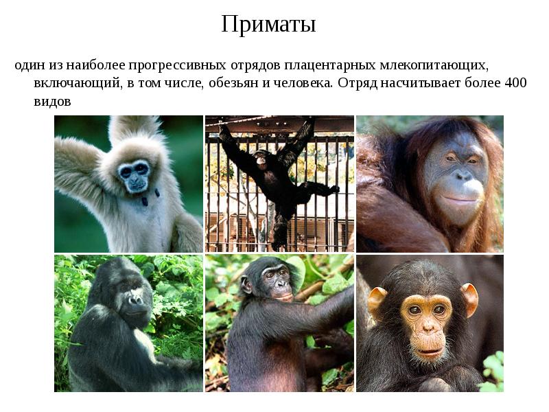 Приматы презентация. Гиббон орангутан горилла и шимпанзе человекообразные обезьяны. Сборище обезьян. Интересные факты о обезьнках. Число обезьяны.