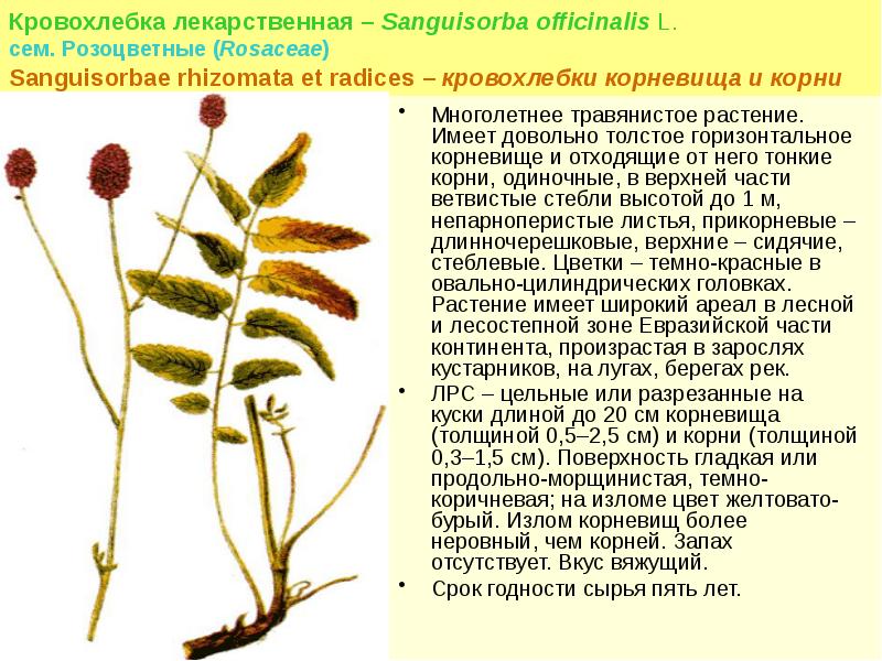 Ответы Mail.ru: Как называется интересное растение