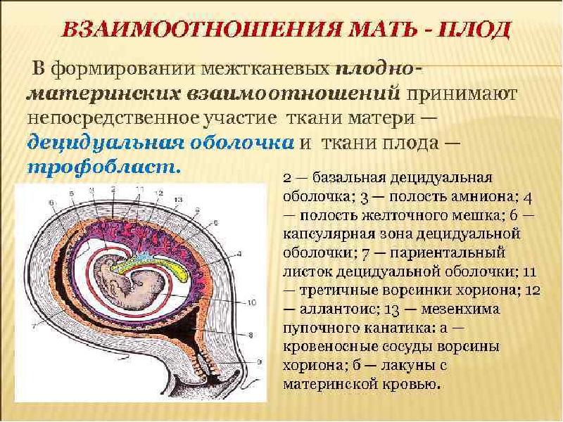 Физиология беременности презентация