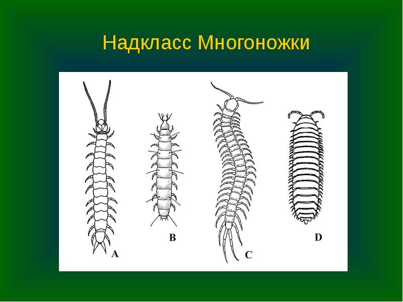 Костянка рисунок многоножка