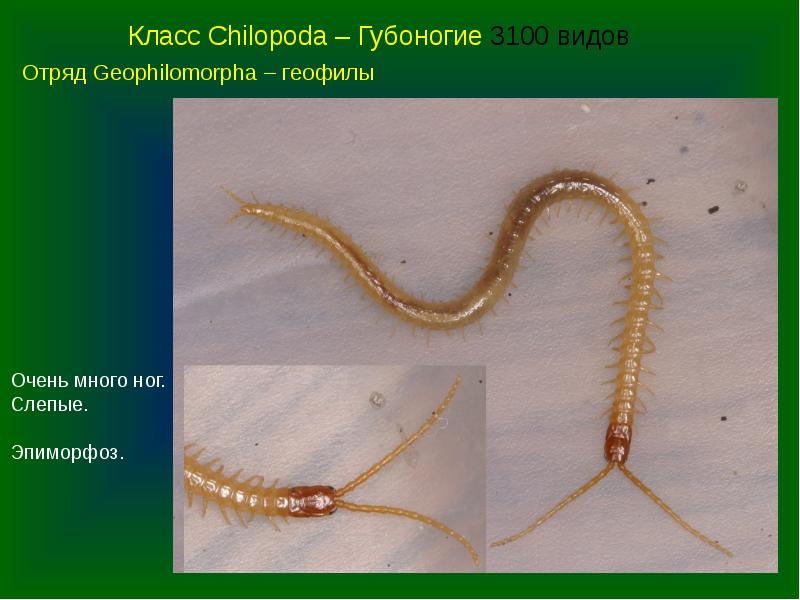 Сороконожка геофил. Геофилы это. Червяк многоножка кивсяк. Геофилы это. Червь многоножка геофил.