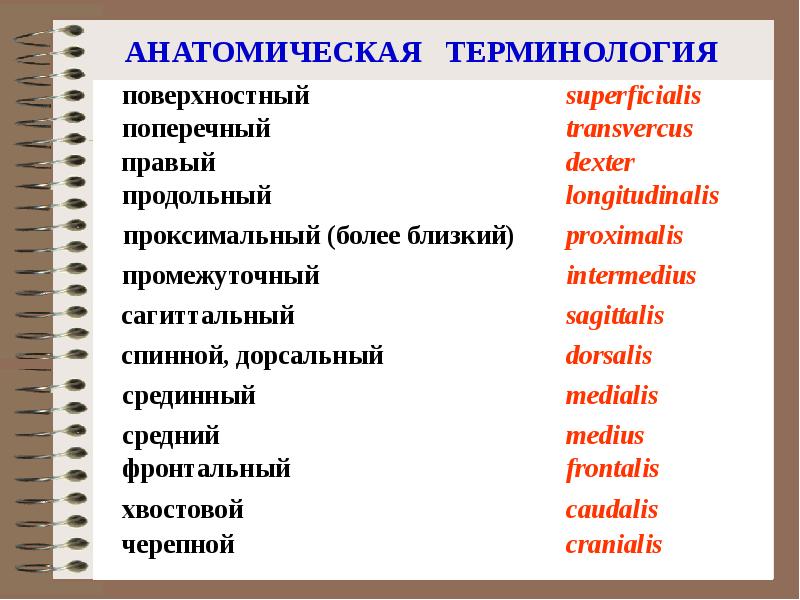 Термины на тему презентация