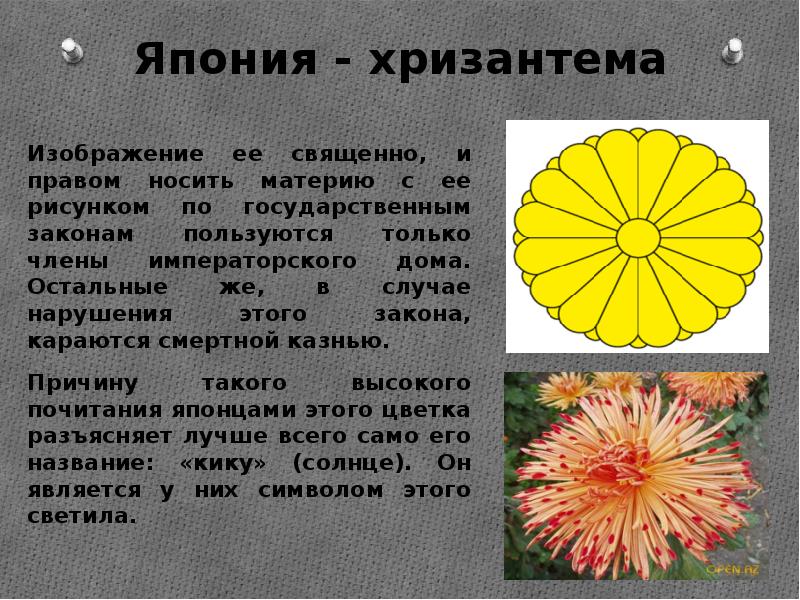 Хризантемы знак