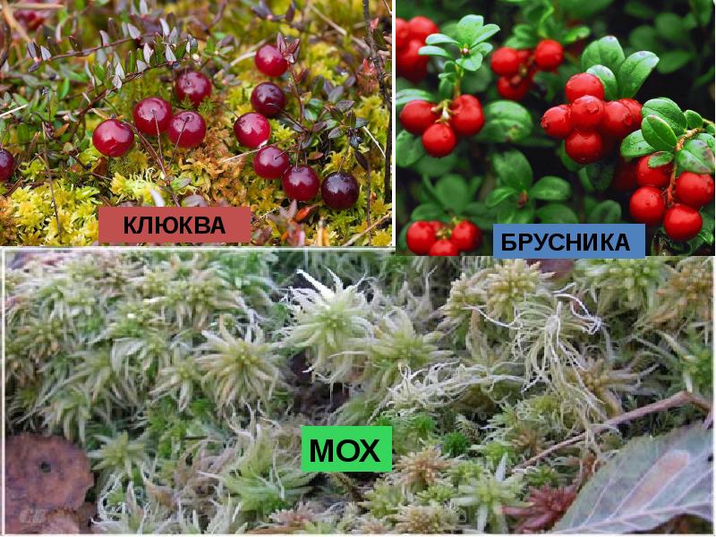 Брусника и клюква отличия. Кулицкий мох клюква. Брусника во мхе. Клюква и брусника. Клюква на мху.