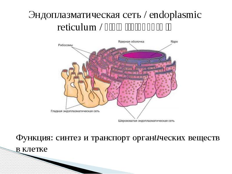 Эндоплазматическая сеть функции 9 класс. Схема строения эндоплазматической сети. эндоплазматическая сеть без разрезов. ферменты в гладкой эндоплазматической сети.