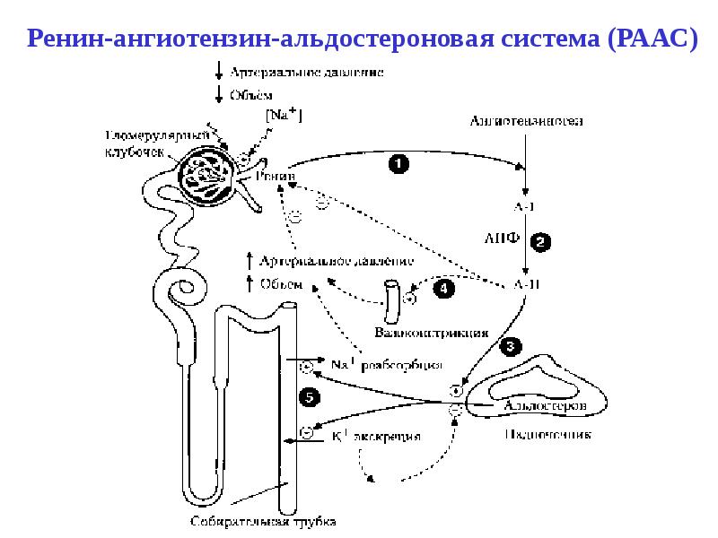 Калликреин кининовая система схема