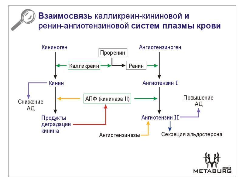 Калликреин кининовая система схема