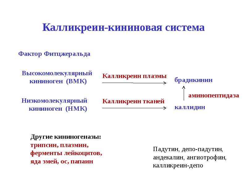 Калликреин кининовая система схема