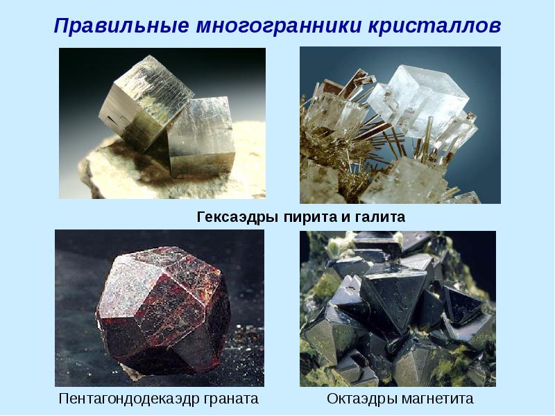 Презентация многогранники в биологии