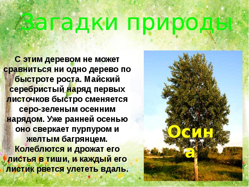 Природные зоны царство деревьев. Лес царство деревьев перспектива 3 класс окр.мир. Царство деревьев.