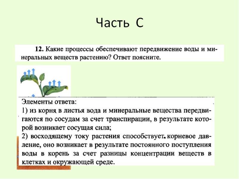 Ботаника презентация для егэ