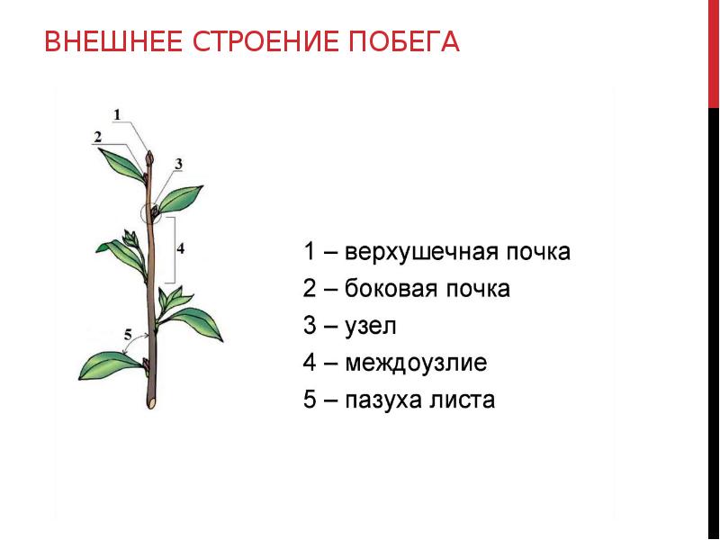 Тест почки 6 класс биология. Строение побега фикуса. Строение побега 6 класс биология. Строение побега одуванчика. Биология схема строения побега.