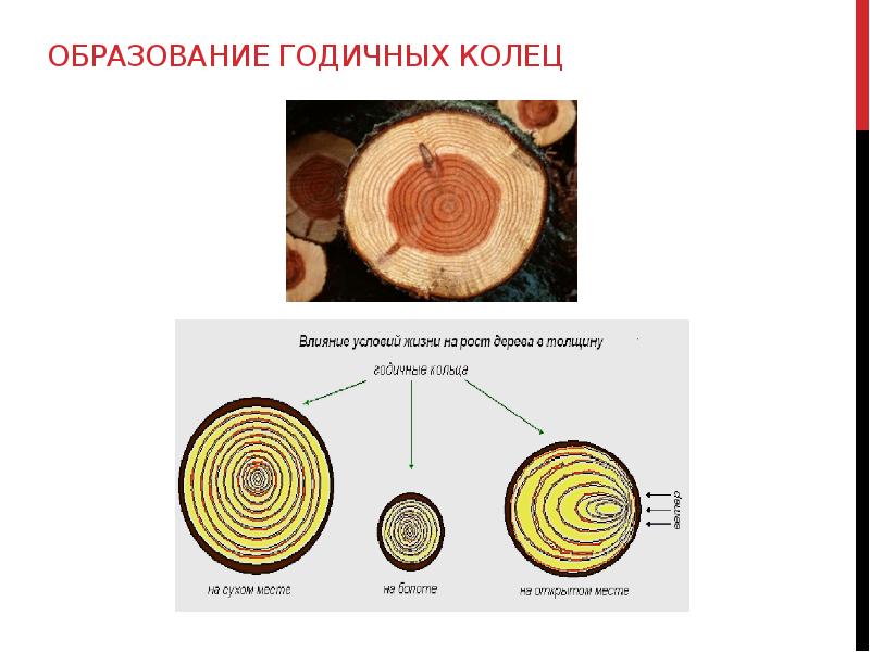 Рисунок образованный годичными кольцами называется ответ