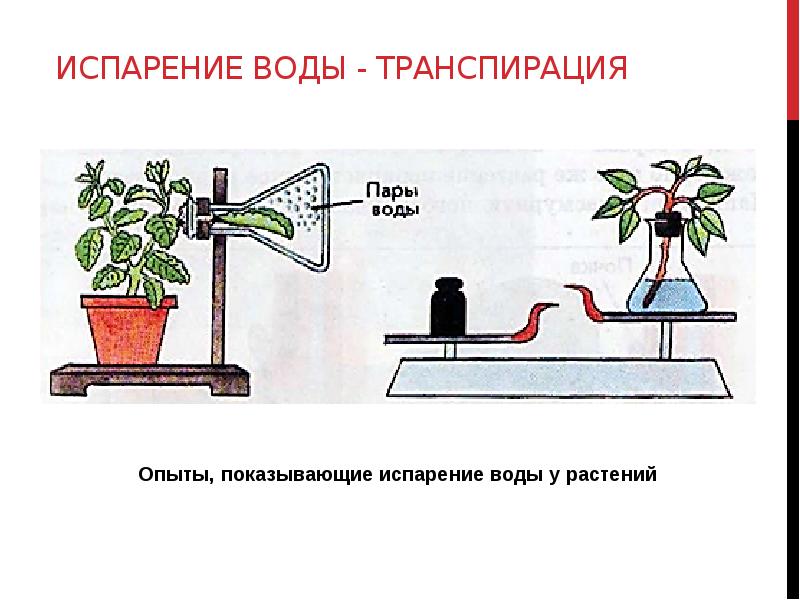 Испарение клетки растений. Испарение воды растениями транспирация. Транспирация ботаника. Транспирация у растений это. Опыты показывающие испарение воды растениями.