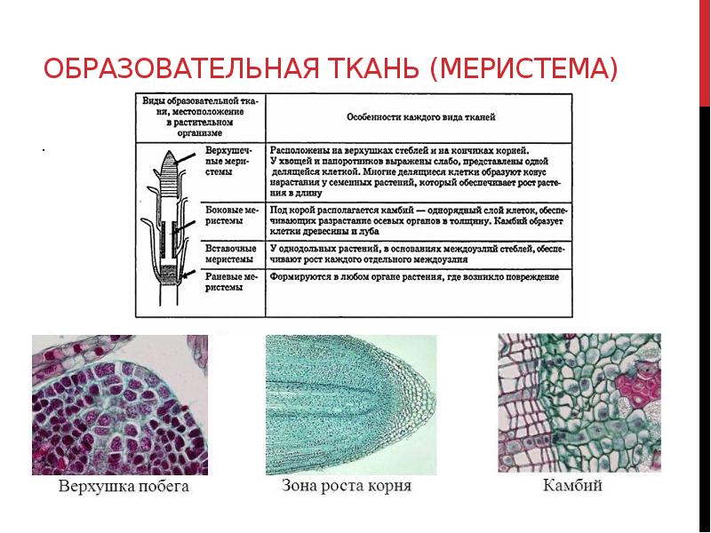 Образование тканей. Образовательная ткань растений меристема. Образовательная ткань верхушечная камбий. Функции образовательной ткани растений. Строение образовательной ткани растений.