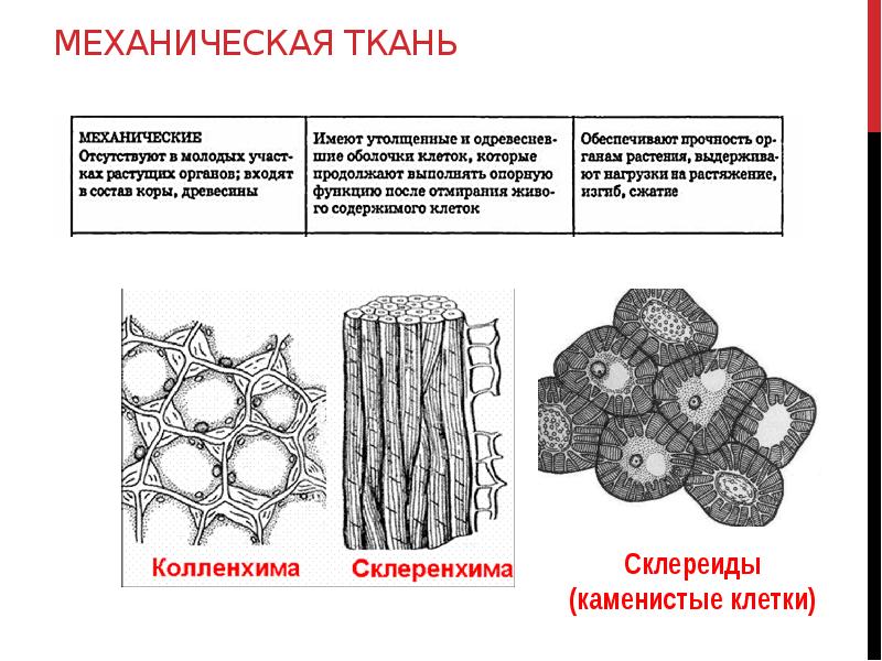 Механическая ткань особенности строения