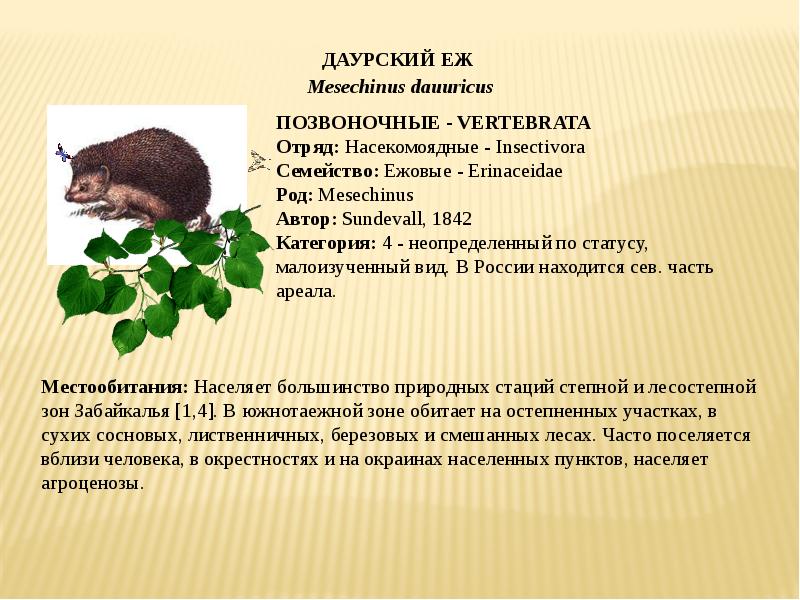 Даурский ёж красная книга. Даурский еж краткое описание. Даурский еж красная книга краткое описание. Даурский еж красной книги забайкалья. Даурский еж среда обитания.