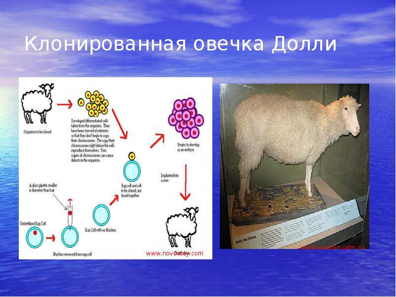 Презентация на тему клонирование