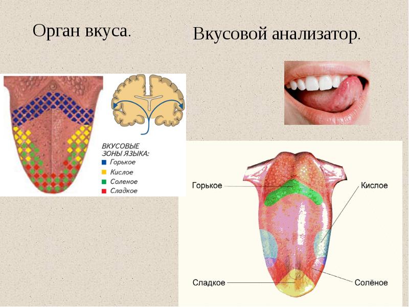 Рисунок языка человека биология