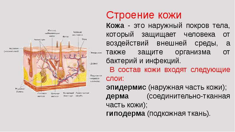 Презентация 8 класс роль кожи в терморегуляции организма 8 класс