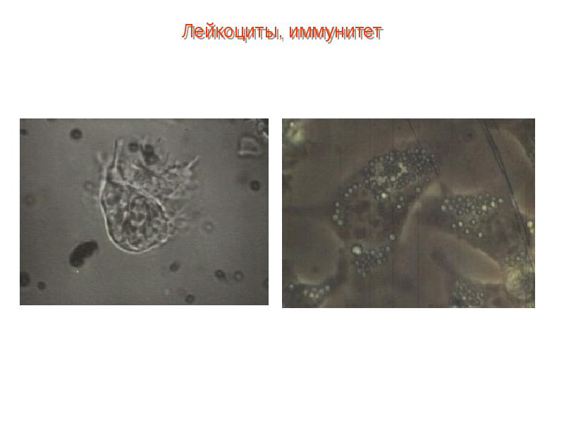 Презентация кровь пименов