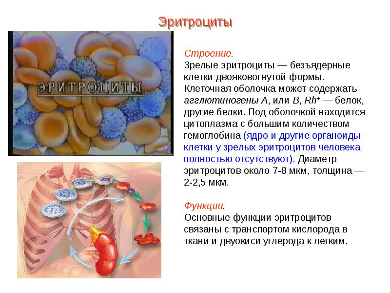 Презентация кровь пименов