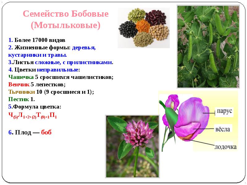 Семейство класса двудольные картинки