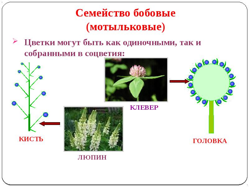 Мотыльковые формула цветка и диаграмма