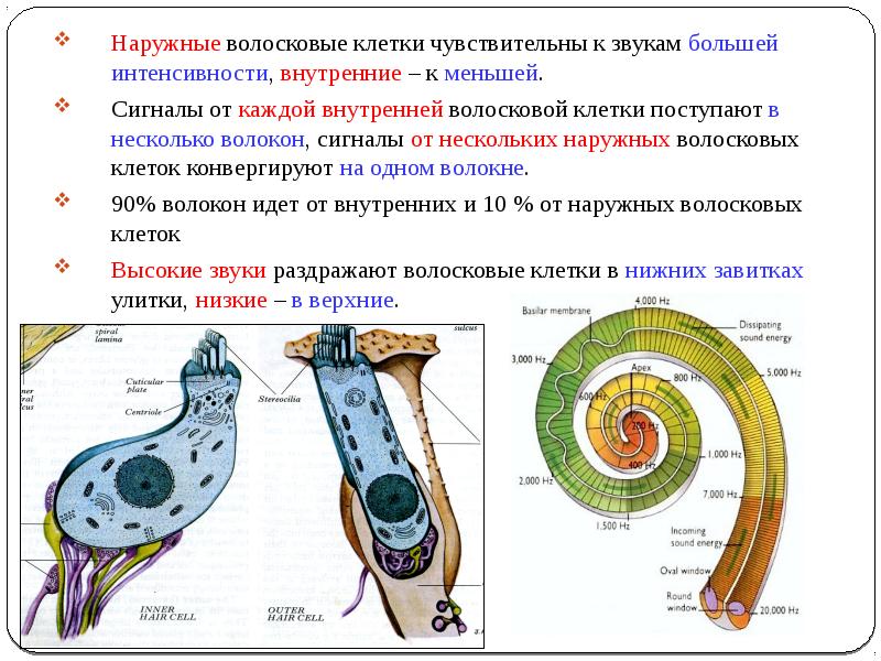 Схема строения волосковых клеток