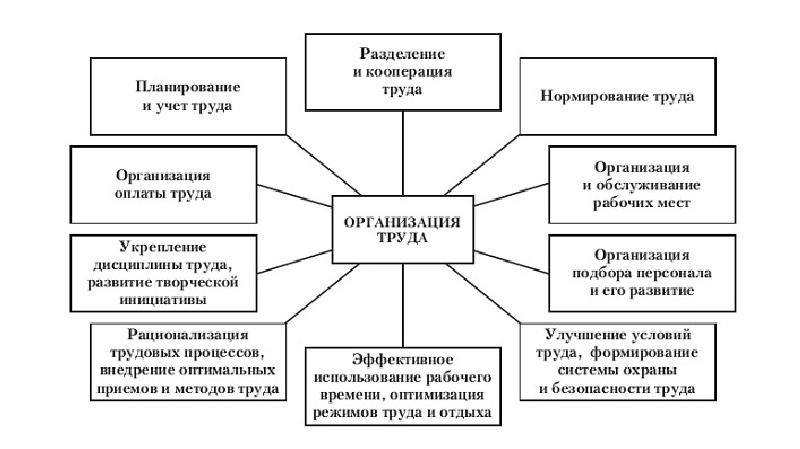 Организация труда схема