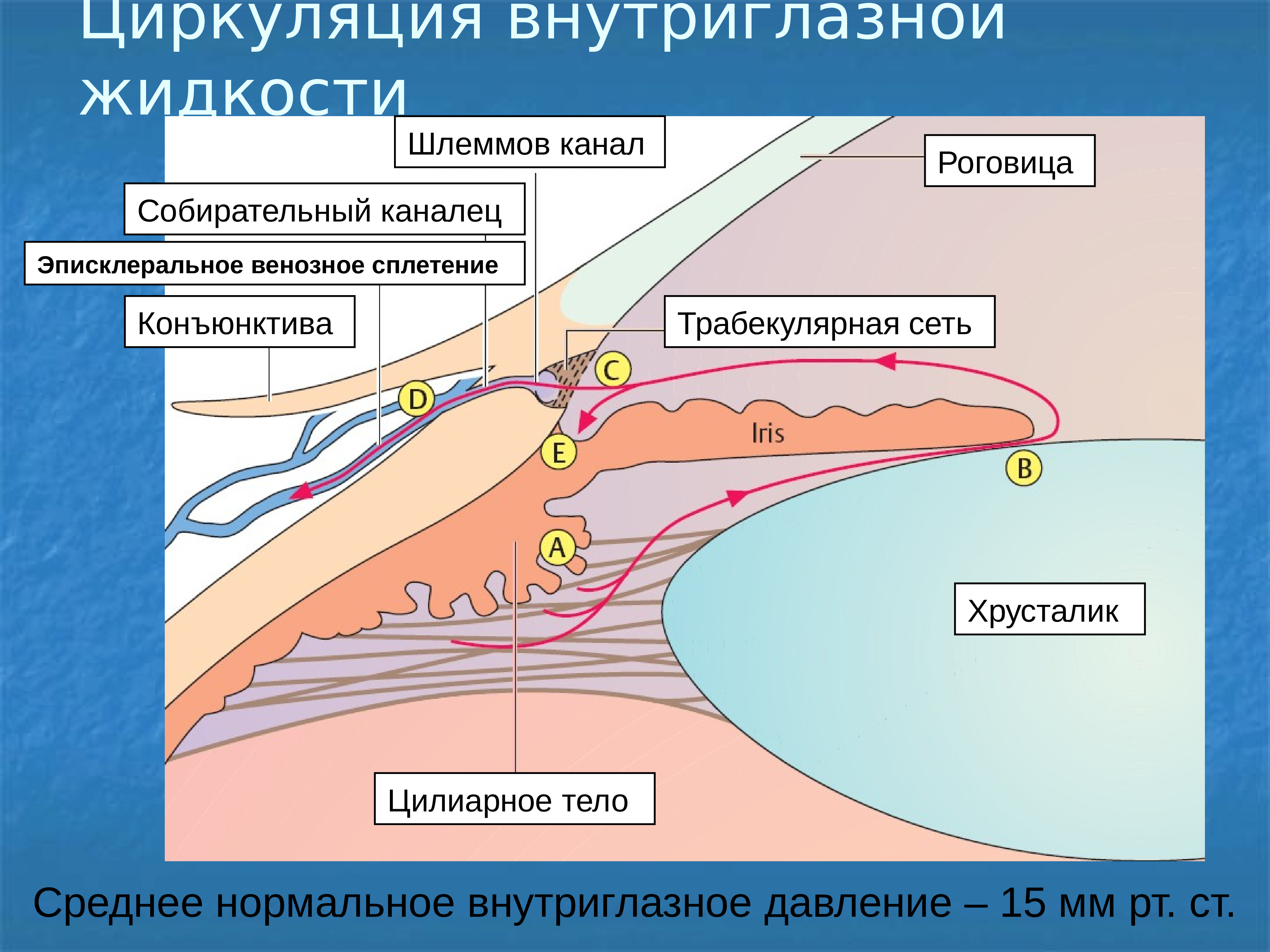 Отток влаги глаза. Схема циркуляции и оттока внутриглазной жидкости. Пути оттока внутриглазной жидкости. Отток внутриглазной жидкости анатомия. Образование внутриглазной жидкости.