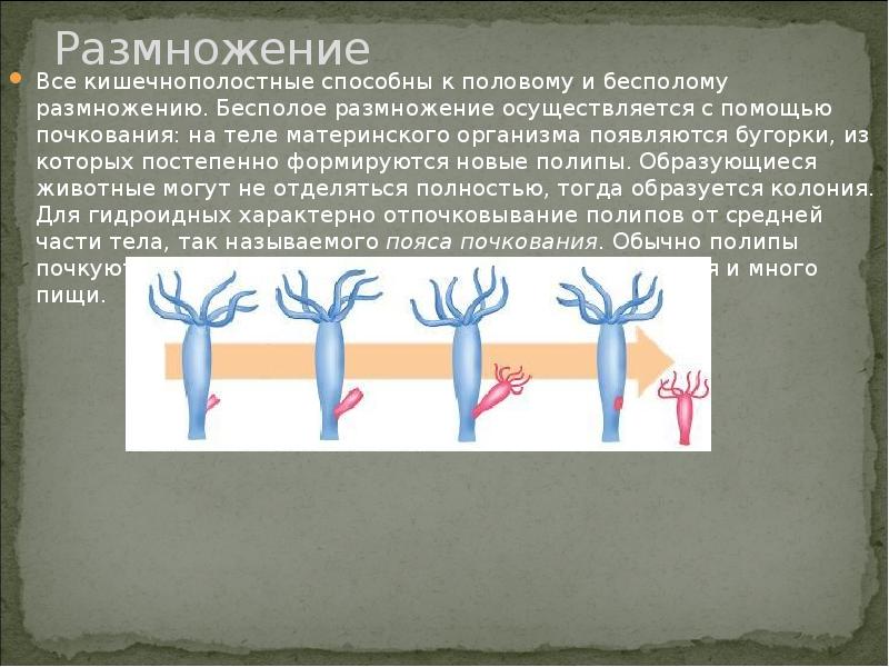 Процесс почкования. Размножение гидры почкование. Бесполое размножение кишечнополостных. Почкование кишечнополостных. Размножение кишечнополостных.