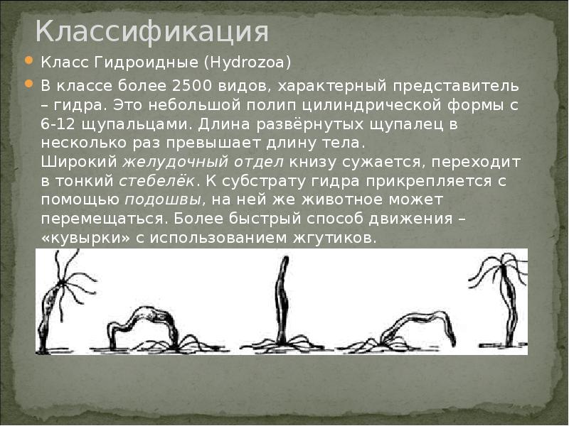 Передвижение гидроидных. Способ передвижения гидроидных. класс гидроидные. способы передвижения гидры. сообщение о гидроидных.