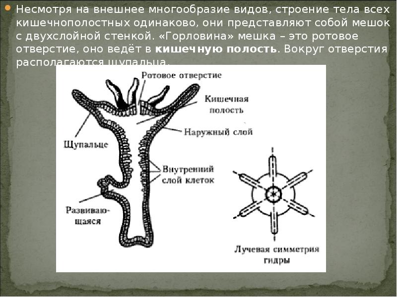 Лучевая симметрия кишечнополостных. Лучевая симметрия и полость тела кишечнополостных. Лучевая симметрия гидры. Тип симметрии кишечнополостных.