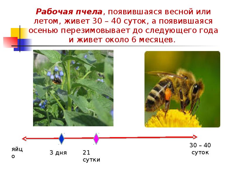 Презентация периодизация и продолжительность жизни животных 7 класс презентация