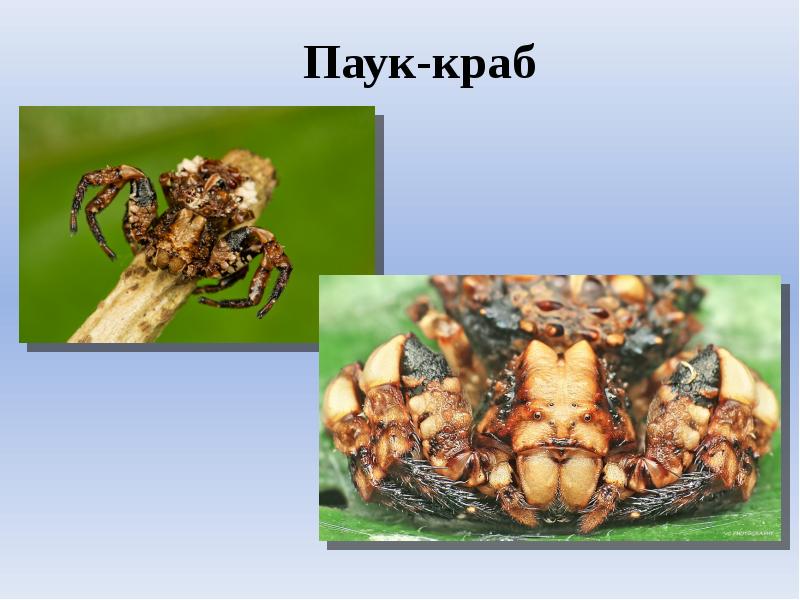 Паукообразные биология. Паукообразные это. НС паукообразных. Пауки биология 7 класс. Презентация по паукообразным 7 класс.