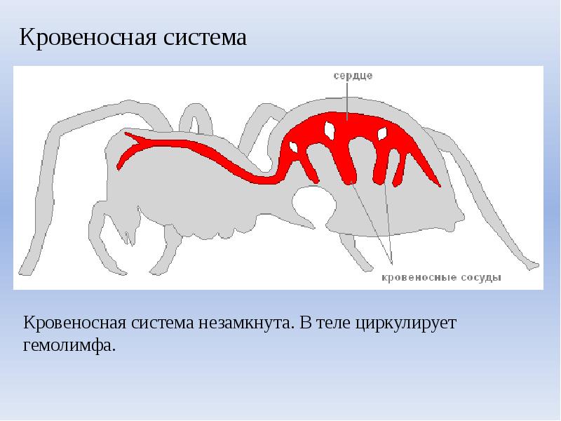 Паукообразные дыхательная. Кровеносная система паукообразных. Класс паукообразные кровеносная система. Строение кровеносной системы паукообразных. Кровяная система паукообразных.