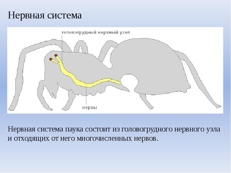 Нервная система паукообразных. Строение паукообразных нервная система. Нервная система паукообразных схема. Класс паукообразные нервная система. Нервная система паука крестовика.