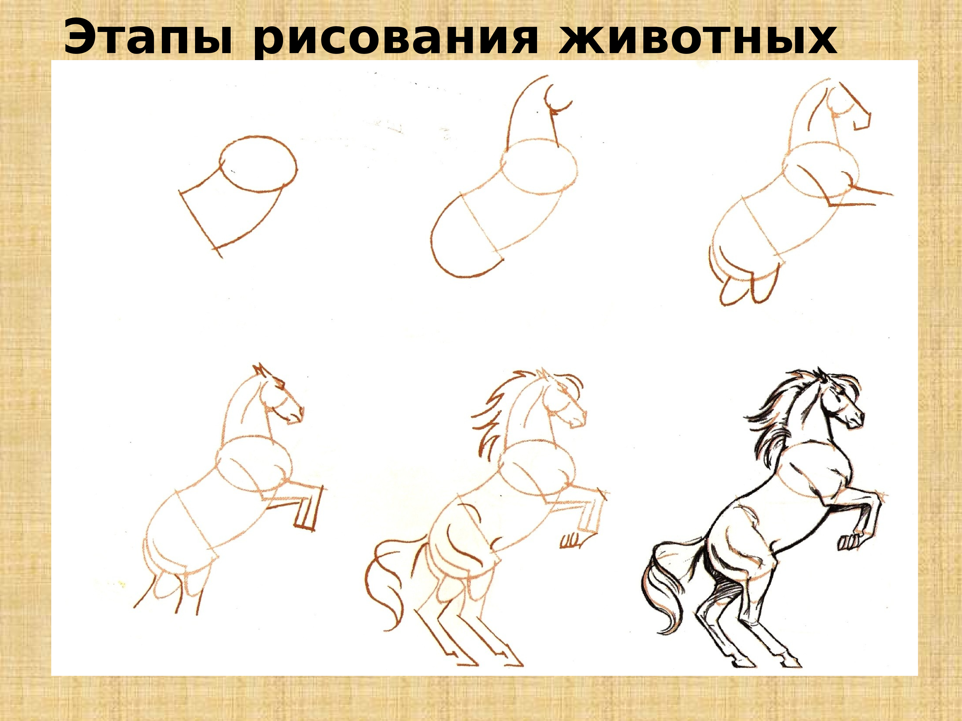 Этапы рисования лошади