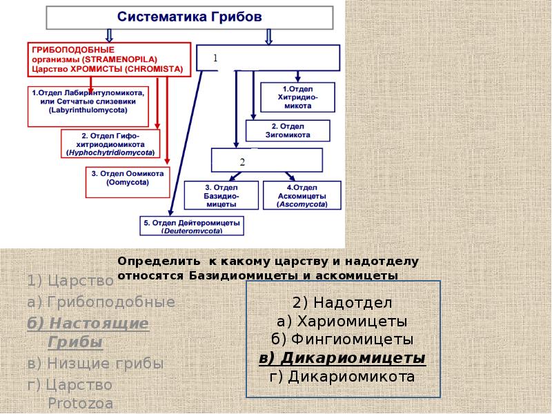 Филогенетическая схема грибов